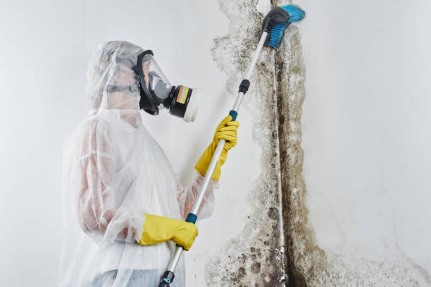 Best Environmental Consulting for Mold Prevention  in Squaw Valley, CA